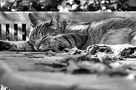 Katze SW - Bernhard Saalfeld - Lichtbildkunst